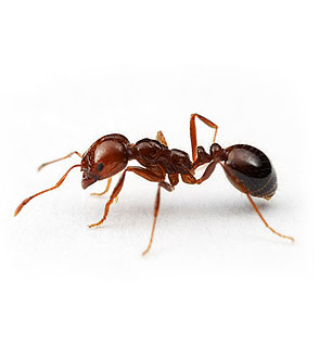 fumigacion de hormiga chilena